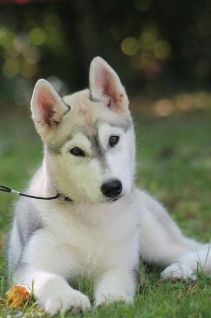 Leya pogled sastrane.jpg